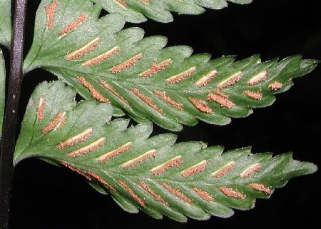 Asplenium pteropus, Ecuador