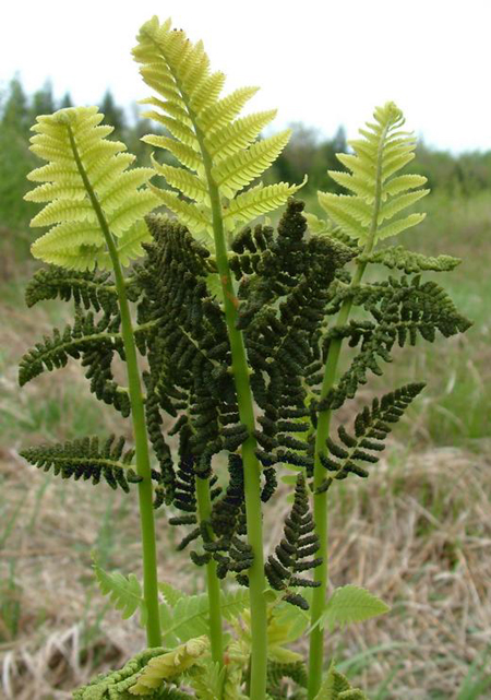 Osmunda claytoniana