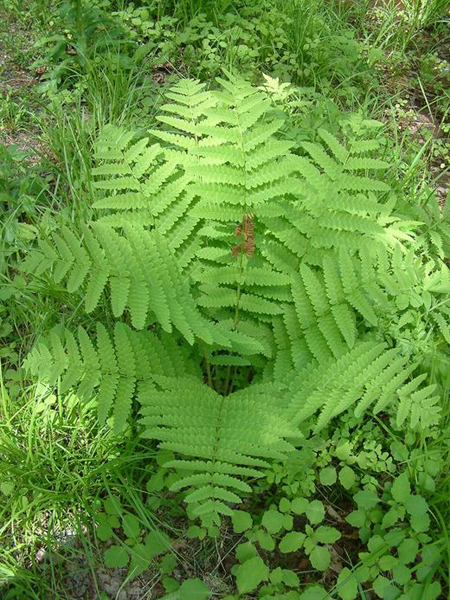 Osmunda claytoniana