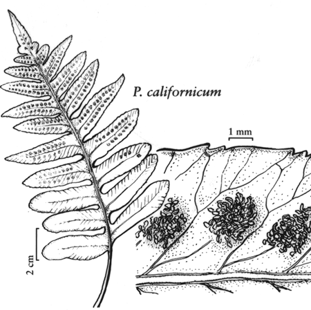 Polypodium californicum