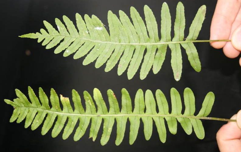 Polypodium appalachianum