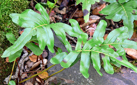 Polypodium scouleri