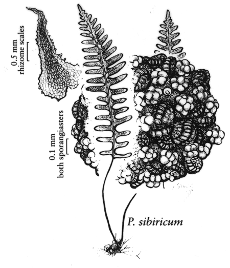 Polypodium sibiricum