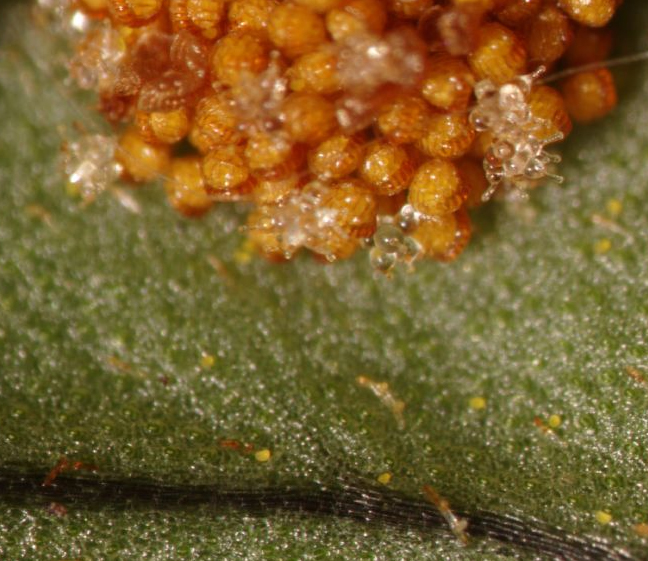 Polypodium virginianum