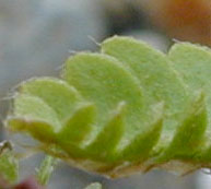 Woodsia intermedia