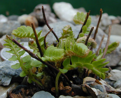 Woodsia intermedia