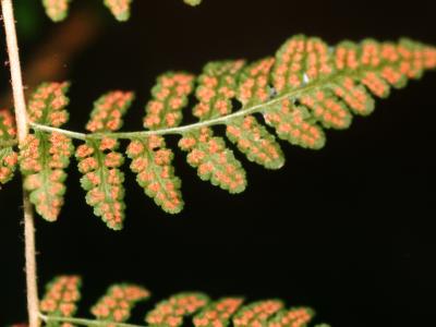 Woodsia obtusa