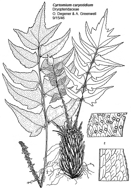 Cyrtomium caryotideum