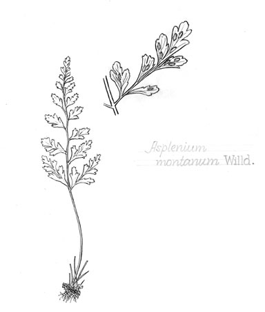 Asplenium montanum