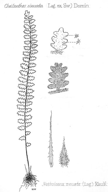 Astrolepis sinuata