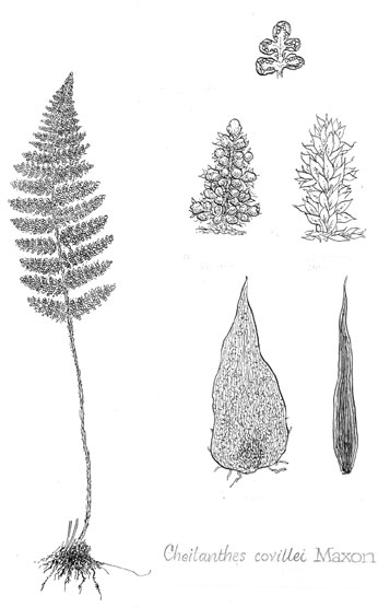 Cheilanthes covillei