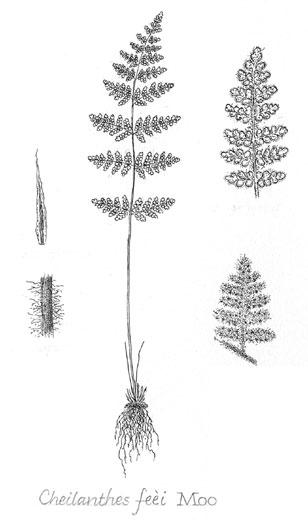 Cheilanthes feei