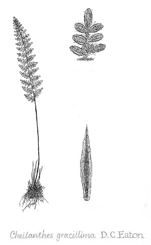 Cheilanthes gracillima