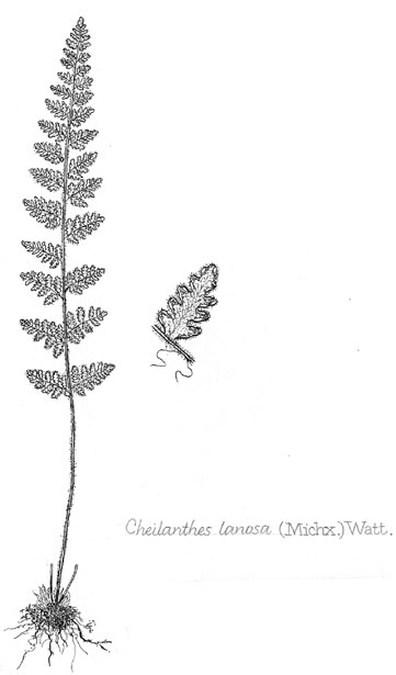 Cheilanthes lanosa