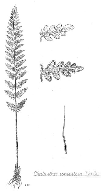 Cheilanthes tomentosa