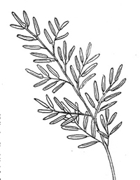 2-pinnate frond