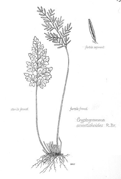 Cryptogramma acrostichoides