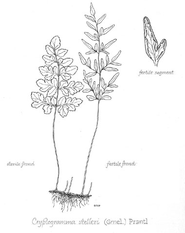 Cryptogramma stelleri