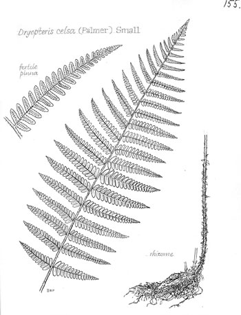 Dryopteris celsa