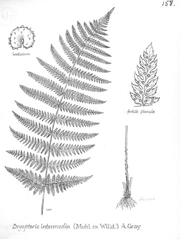 Dryopteris intermedia