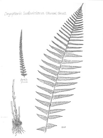 Dryopteris ludoviciana