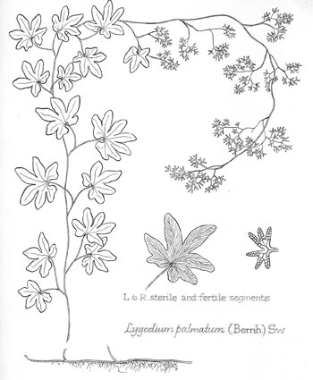 Lygodium palmatum