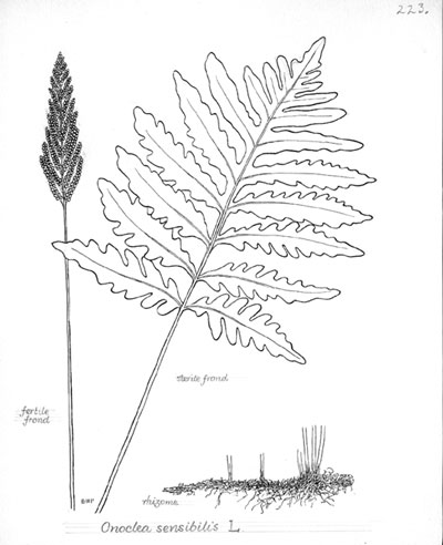 Onoclea sensibilis