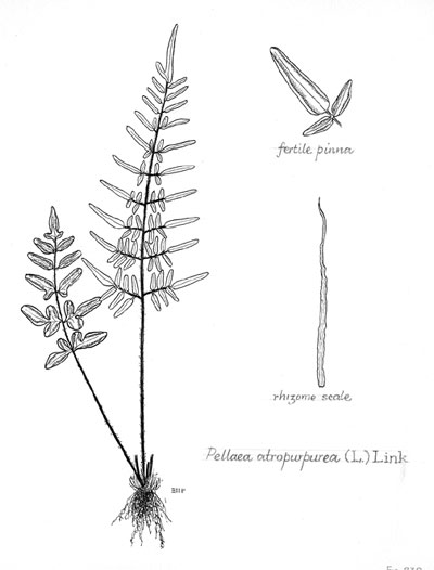 Pellaea atropurpurea