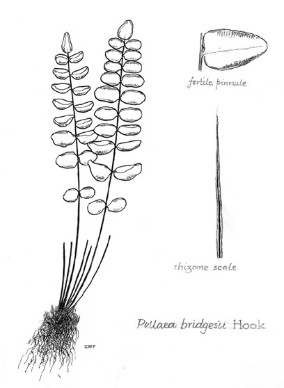 Pellaea bridgesii