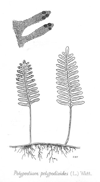 Polypodium polypodioides