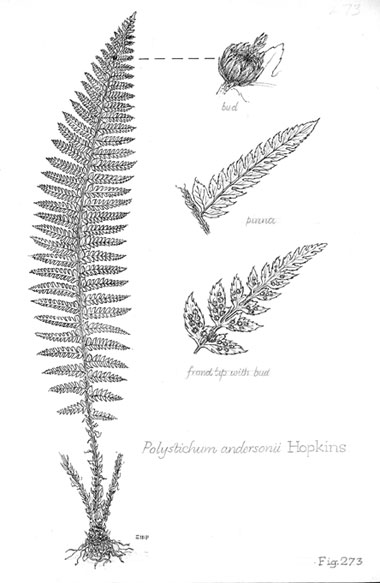 Polystichum andersonii