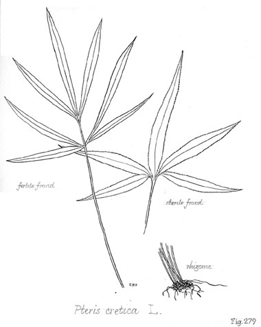 Pteris cretica