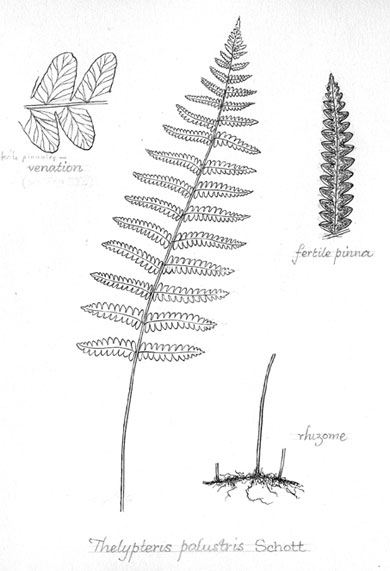 Thelypteris palustris