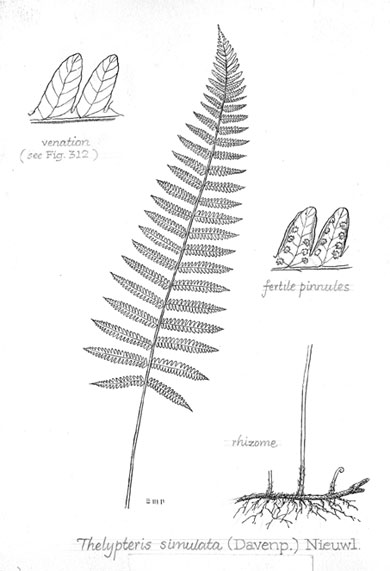 Thelypteris simulata