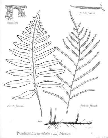 Woodwardia areolata