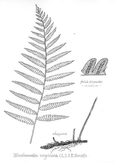 Woodwardia virginica