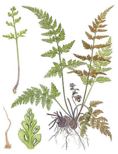 Asplenium adiantum-nigrum 