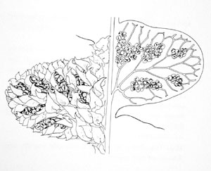 Asplenium ceterach