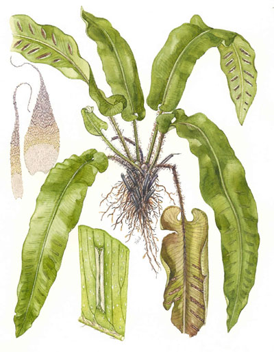 Asplenium scolopendrium 