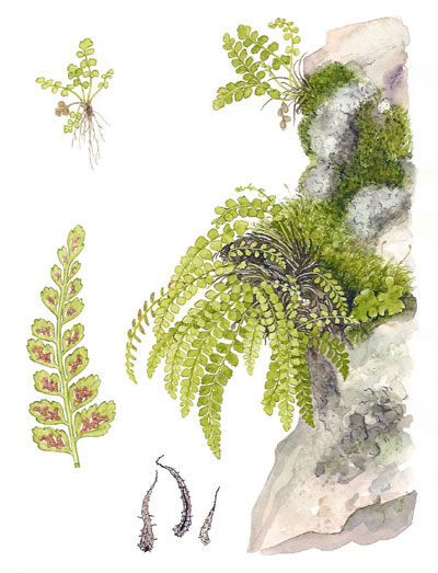 Asplenium viride 