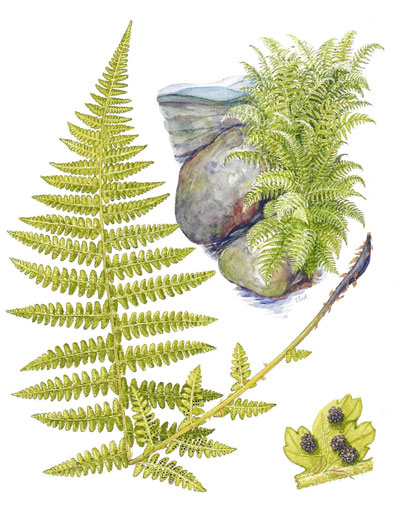 Athyrium alpestre