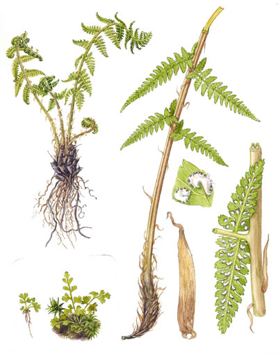 Athyrium filix-femina 