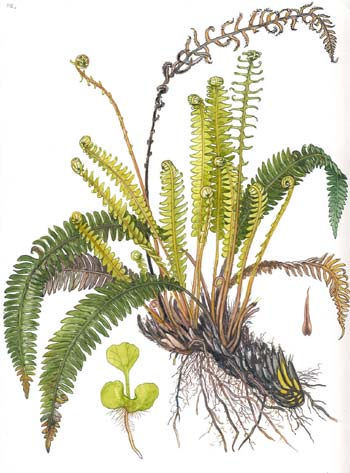 Blechnum spicant