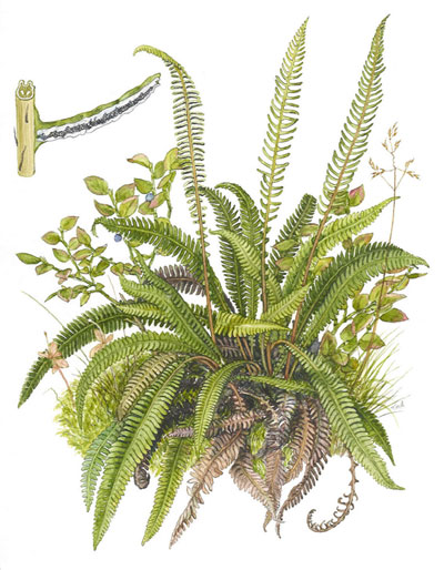 Blechnum spicant