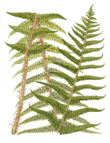 Dryopteris affinis