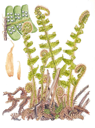 Dryopteris affinis