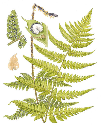 Dryopteris carthusiana