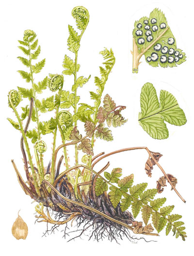 Dryopteris cristata