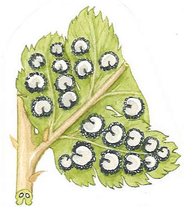 Dryopteris 