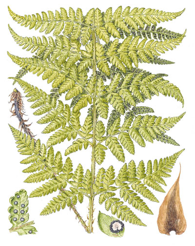 Dryopteris dilatata